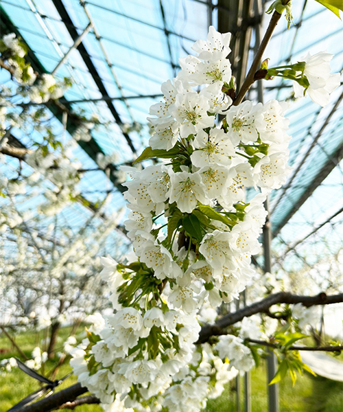 さくらんぼの花満開 生産者さんの取材に行ってきました 山形うまいずマーケット