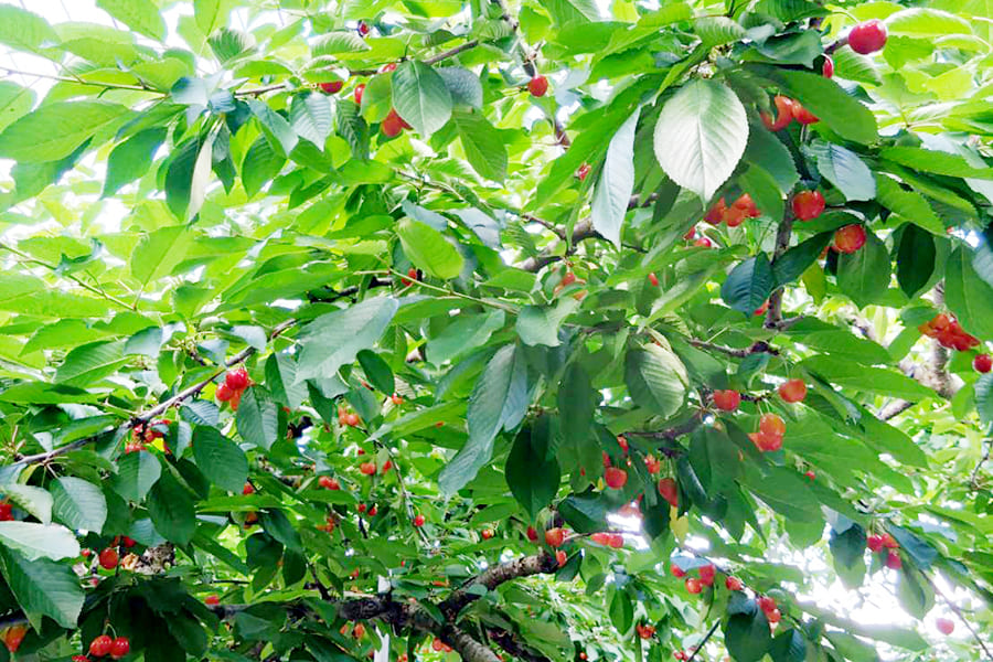 山形県産さくらんぼ紅てまり