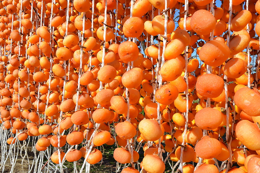 須田青果園／紅干し柿 