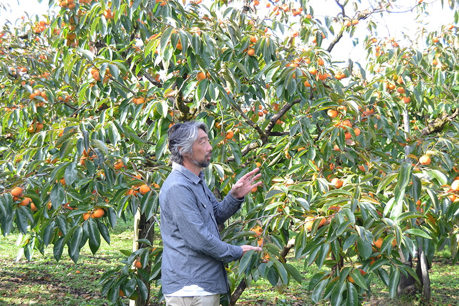 須田青果園／紅干し柿 