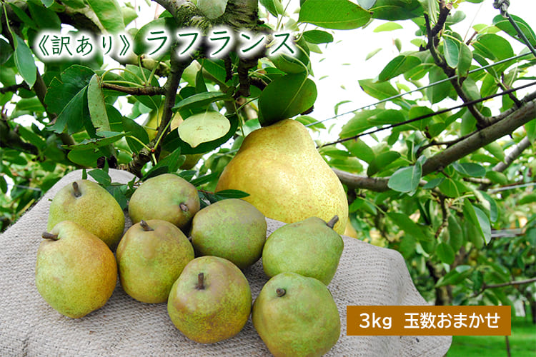 山形の《訳あり》ラフランス3kg