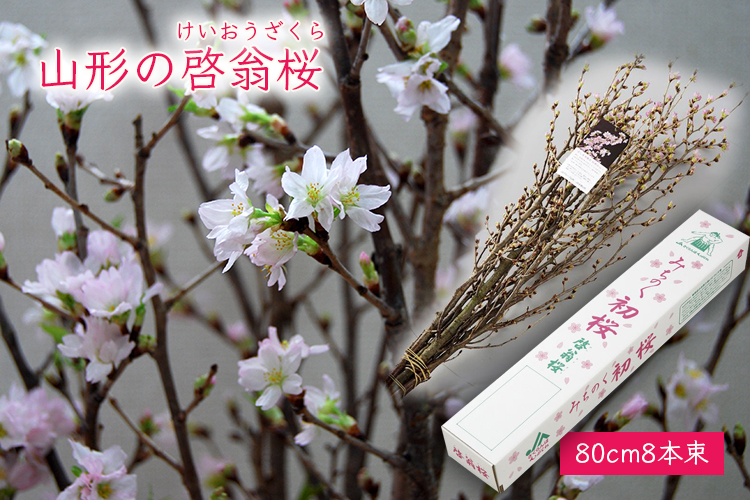 山形の啓翁桜 けいおうざくら 80cm8本束