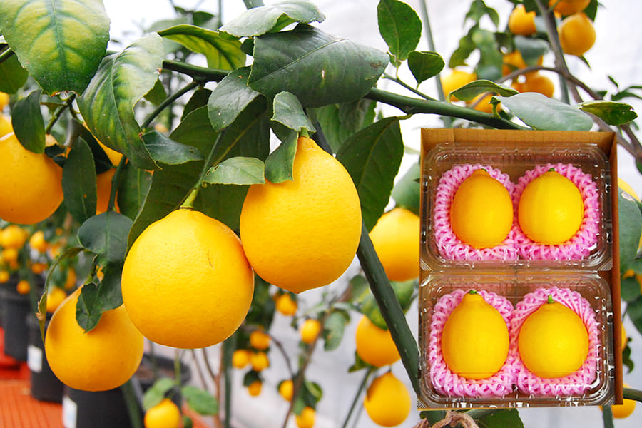 葉付き橙（6個〜7個）栽培期間中無農薬 - 果物