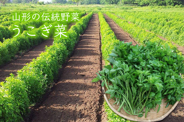 山形の伝統野菜うこぎ菜400g