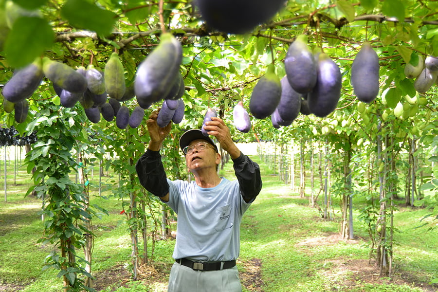 朝日町の大玉あけび約1kg(6～9玉)